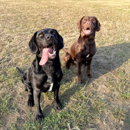Two dogs, one black and one brown, standing on a grassy field.