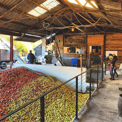 Interior of a rustic building with a large pile of red and green fruits on a conveyor belt.