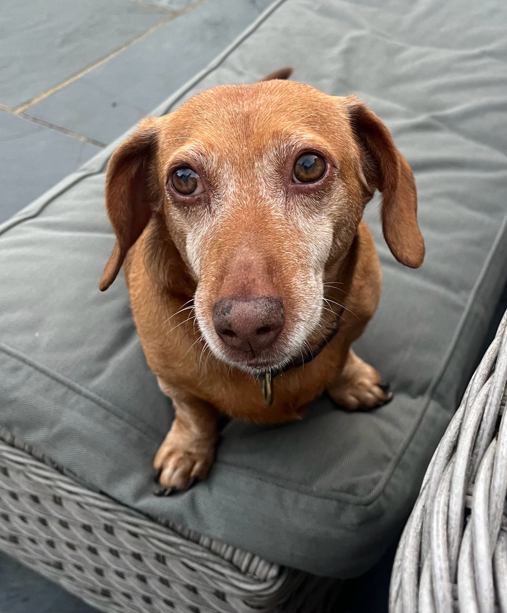 Small brown dog sitting on a gray cushion outdoors