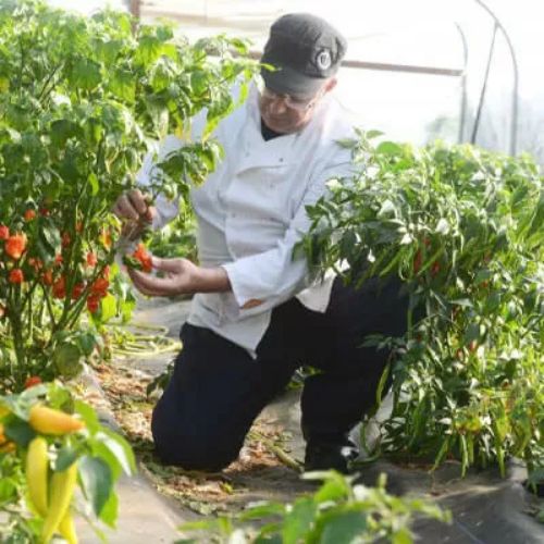 Man picking chillis for Wiltshire Chilli Farm